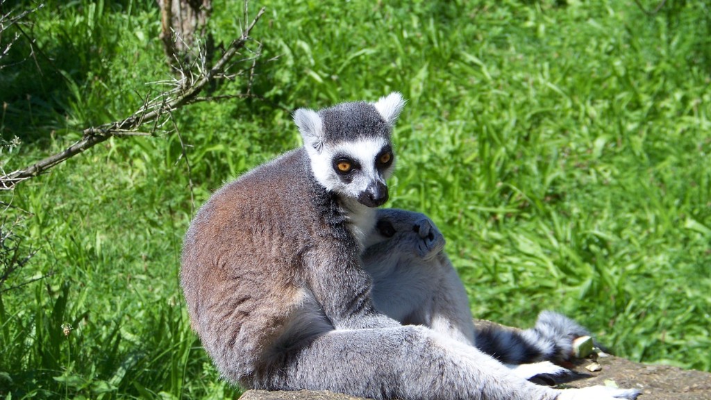 What Environmental Problem Has Particularly Plagued Madagascar Since The 1950S