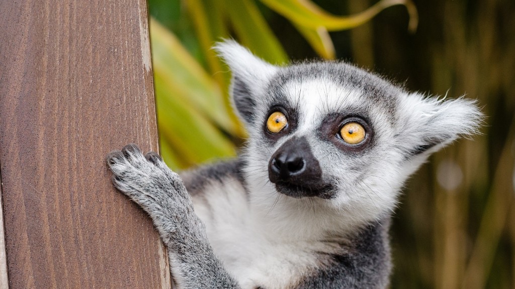 Why Do People Leave And Move To Madagascar