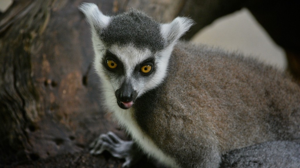 How Many Endemic Endangered Species Are There In Madagascar