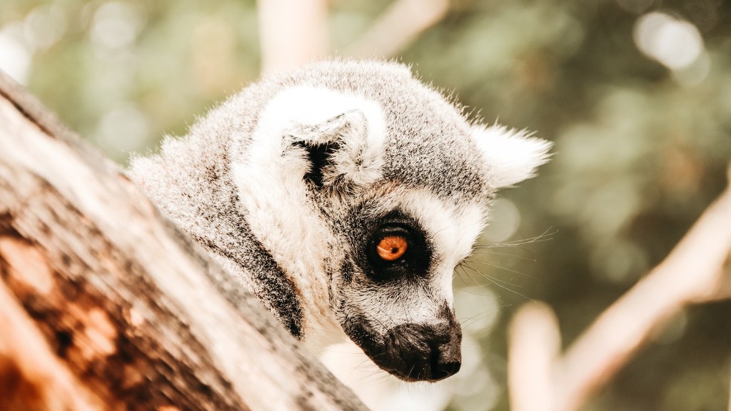 What To Know Before Going To Madagascar