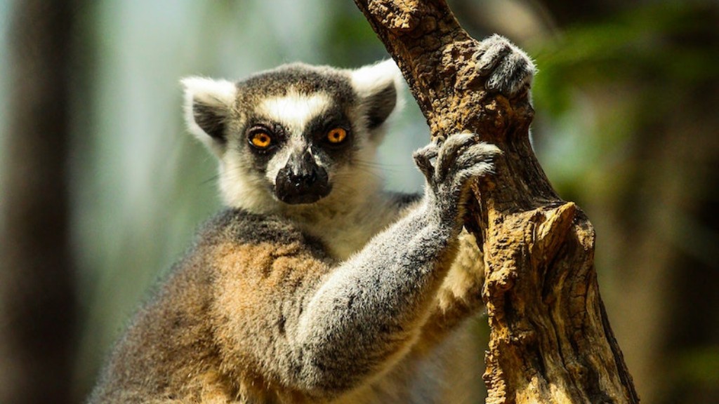 How Does Madagascar Influence Aot