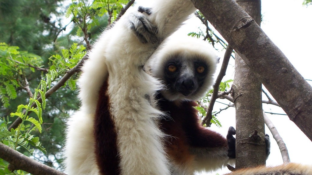 How Many Lemur Species Are There In Madagascar
